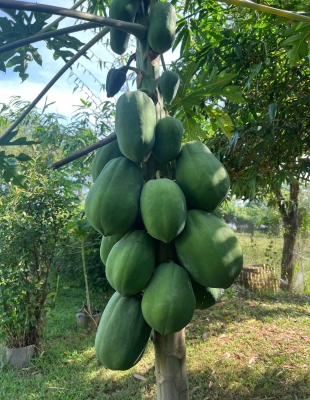 THĂM VƯỜN HOA QUẢ (theo mùa)